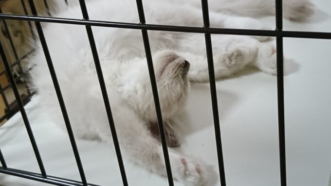 万歳しながら眠る子猫。ズームで撮影。